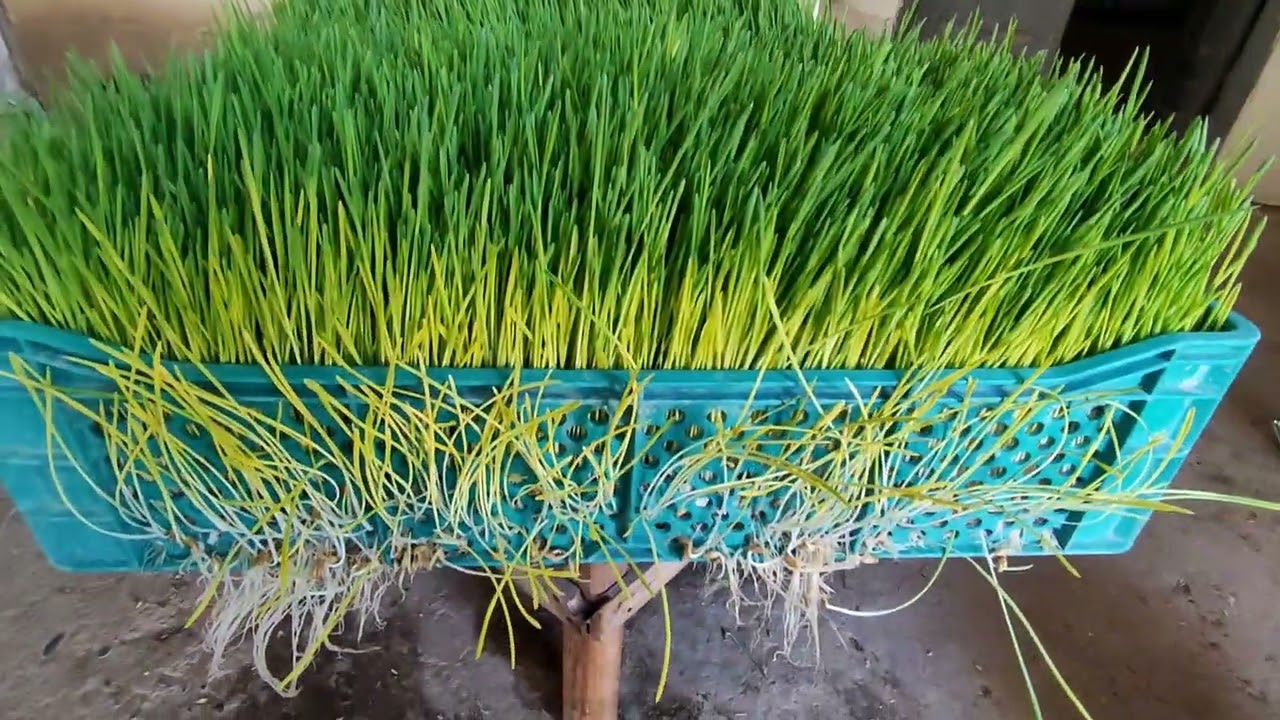 طريقة #استنبات  #الشعير  خطوة بخطوة من أجل #علف  إقتصادي غني بالفيتامينات و البروتين للدجاج والماشية