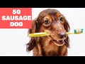 50 Funniest Moments of Sausage Dog 2020