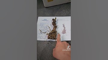 Sâm ngọc linh giấy tờ kiểm định chuẩn theo củ nó phải vậy #samngoclinhkontum