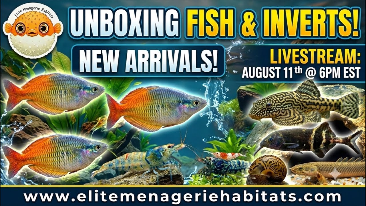 MASSIVE Rare Tropical Fish Deliveries!Another Live Unboxing this week at Elite Menagerie Habitats!