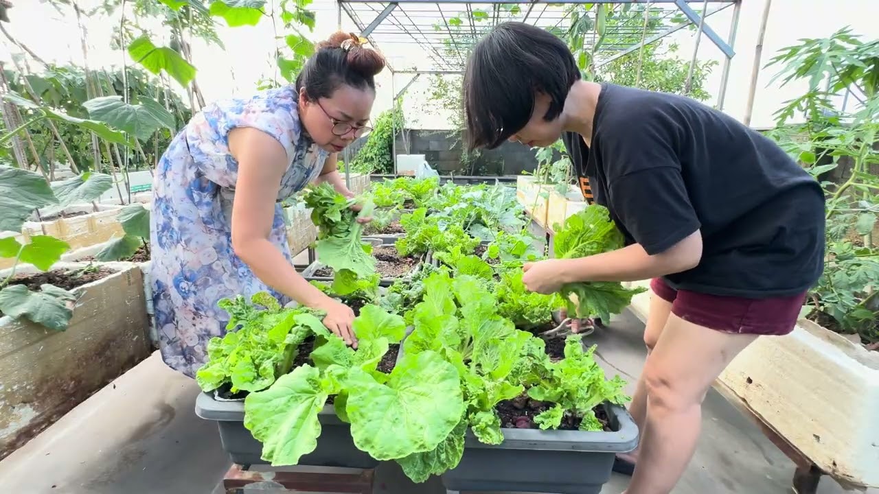 Thu hoạch rau má,xà lách,mồng tơi 