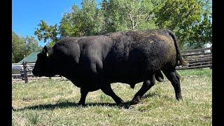 Herd Quitter® Minute - How to select a bull for grass-fed production