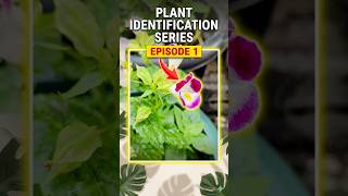Plant Identification Series #1 🌸 | Torenia (Wishbone Flower)#plants #garden #plantsofindia #torenia