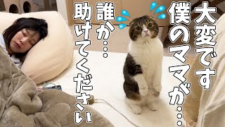 眠り続けるママを助けてほしいパパ猫がこちらです… - YouTube