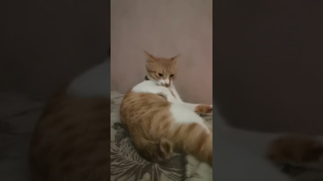 the lucky color orange cat