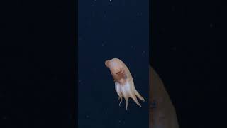 The Graceful Glider Dumbo Octopus, Grimpoteuthis