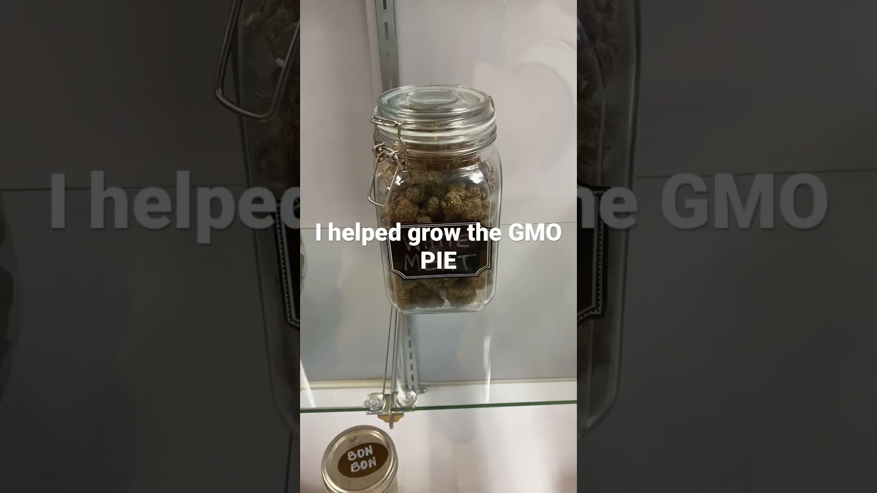 26 THC 4 TERPS😶‍🌫️