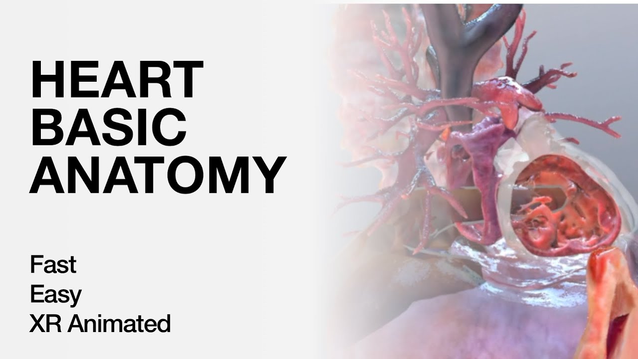 Heart Basic Anatomy - Explained in Mixed Reality