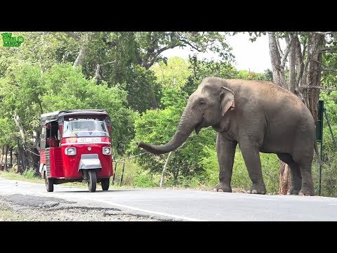 elephas maximus linnaeus Behemoth of an elephant waits by the village demanding food