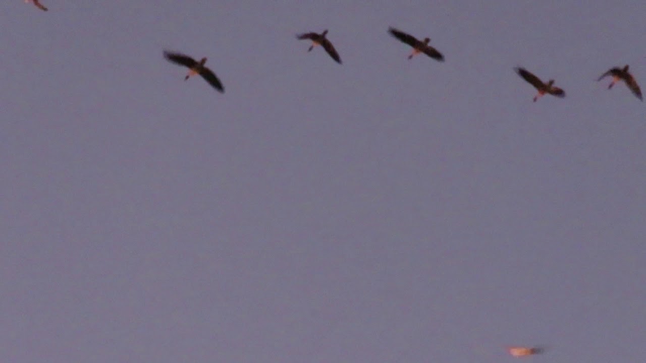 191204#15 Pink-footed Geese 