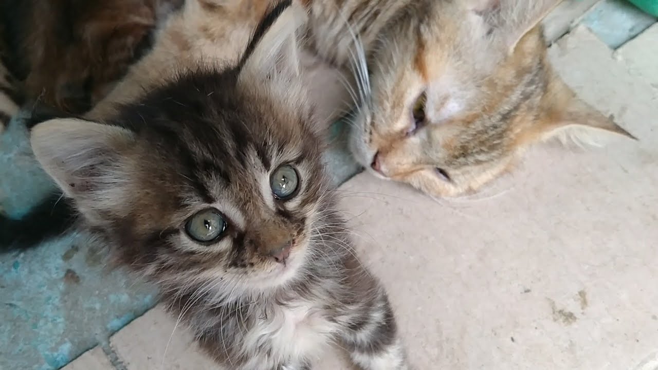Mother Cat Showing Interest To Adopt Rescue Kitten She Is Also Showing Interest To Feed Him Milk