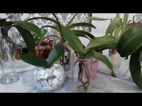 Орхидея в воде уход в домашних условиях в воде