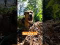 They Feel Joy, Fear, Love 🐾