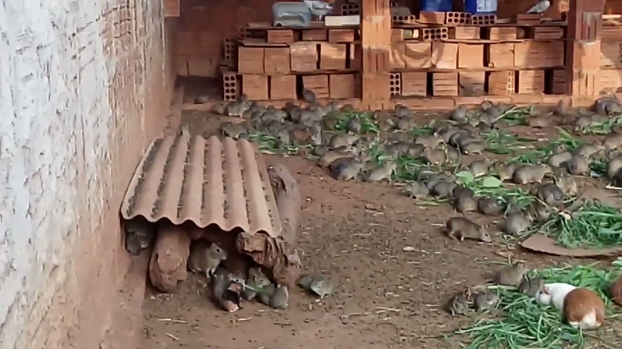 MOSTRANDO OS PREÁS COMENDO!