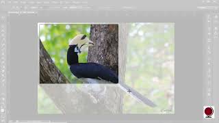 📌 MS PowerPoint – Insert Tab – Images Group | Hindi
