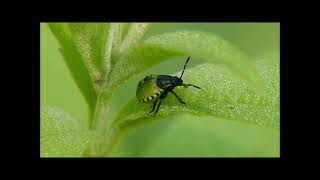 Common Green Shieldbug