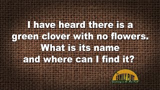 Q&A Is There A Green Clover With No Flowers?