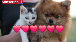 cute and funny animal video for you👌💥