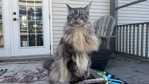 Watch the video about Big cute fluffy grooming polydactyl MaineCoon kitty catio chat cats pets animals videos family vlog