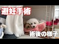 避妊手術後から抜糸までの過酷な様子 トイプードル/マルプー