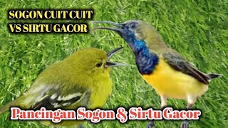CUIT CRET PANCINGAN SOGON BAHAN VS SIRTU GACOR