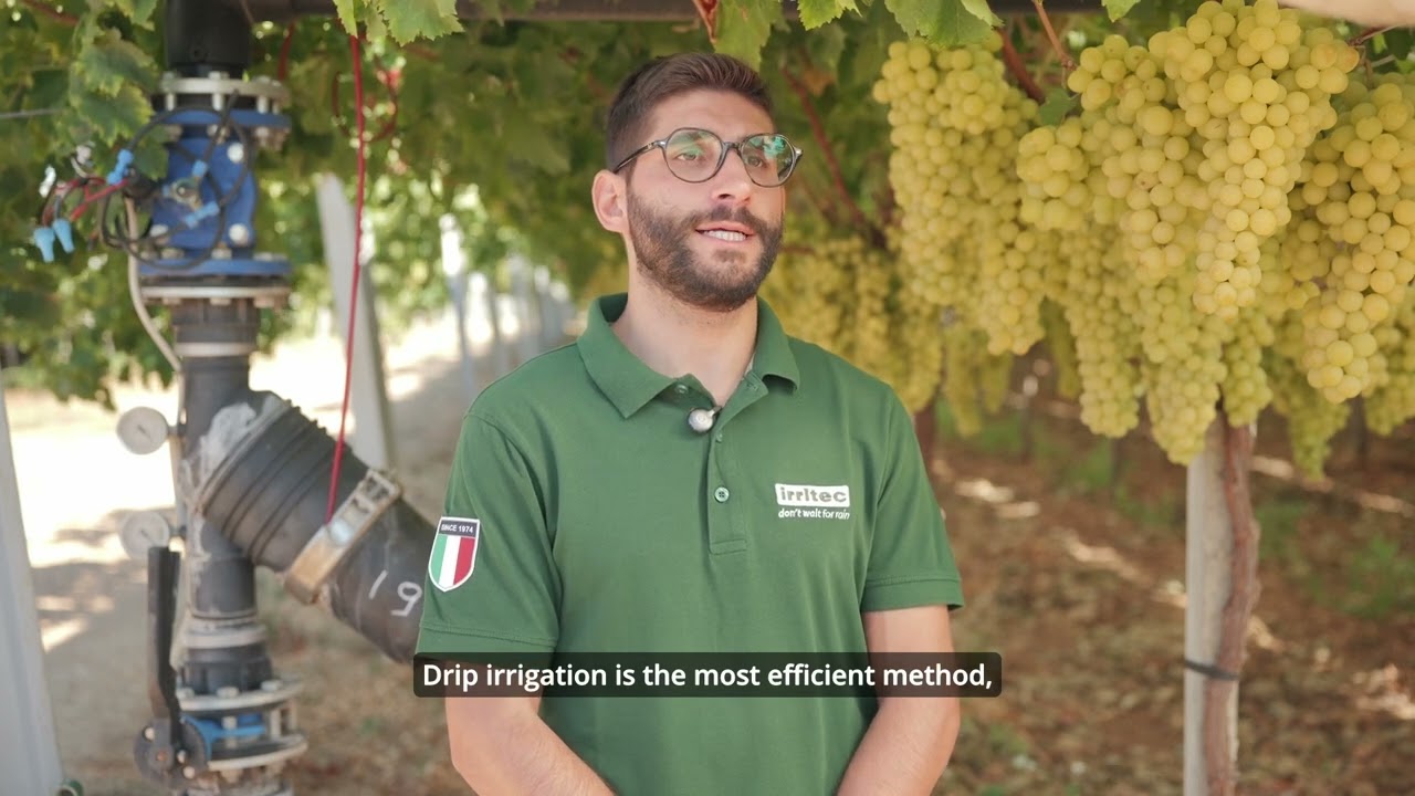 Irritec Stories – "La Zagara" farm | Table Grape Irrigation