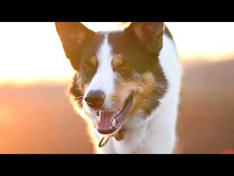 Video: Haben Sie einen Border Collie?