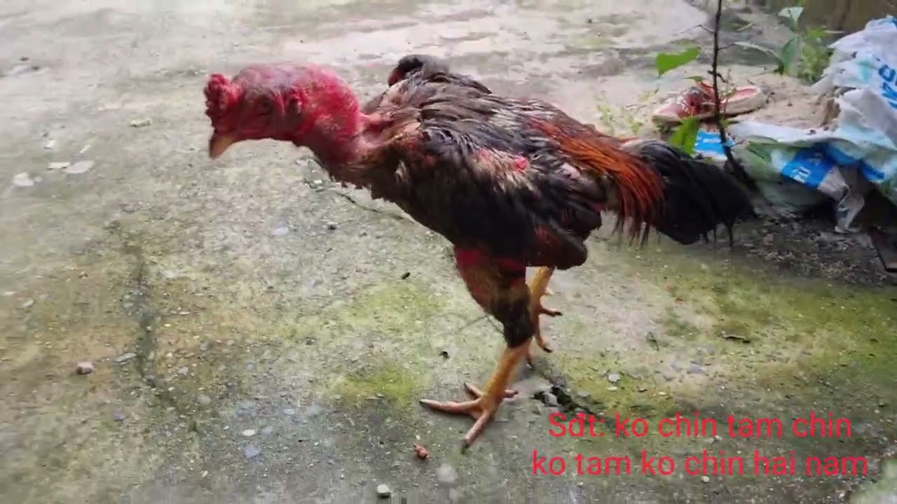 Tin vui Xám hắc trảo dành đai đầu tiên trong sự nghiệp.