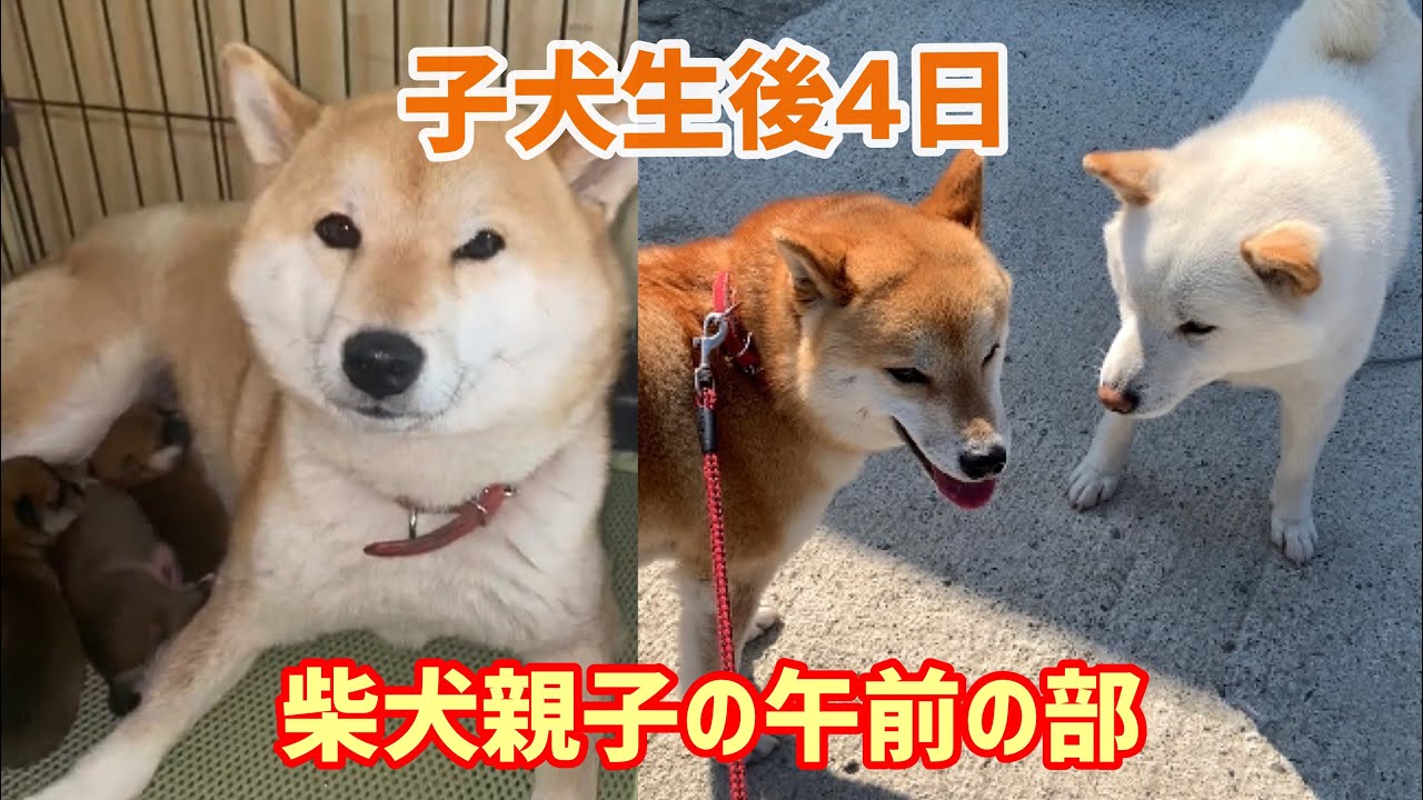 柴犬子犬生後4日a M パート1 柴犬みかん新米ママの子育て奮闘記 4日目 午前の部 Youtube