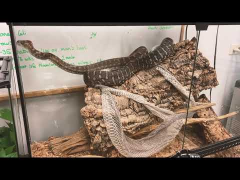 We caught our Bredli Python (Mr.Smithers) shedding!