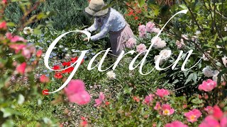 [Garden] A Wonderful Flower Landscape: Green Cottage Garden | Gardener Rutin, Summer Flower Recom...