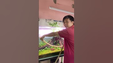 Thay đổi cách thay nước hồ cá#shots