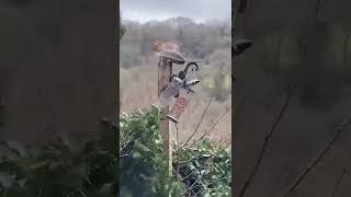 Cyril The Storm Eunice Squirrel