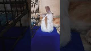 🐇Hey👋 am a lil brown bunny🤎🤍 #bunnyfluff🐇🤍