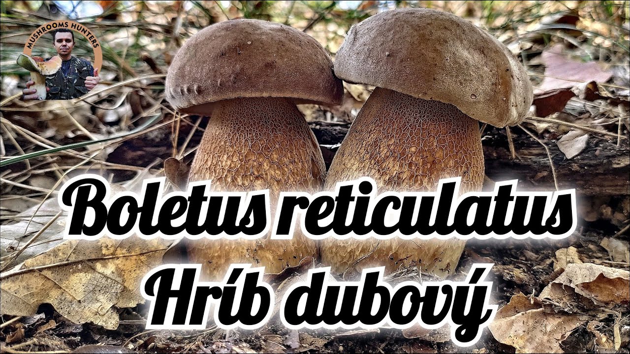 Boletus reticulatus | Hríb dubový | Porcino estivo | Borowik usiatkowany | Sommer-Steinpilz