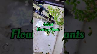 🌿 Added Floating Plants to My Aquarium | Natural Look Upgrade!