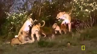 Những Cuộc Chiến Sinh Tồn Của Động Vật Hoang Dã