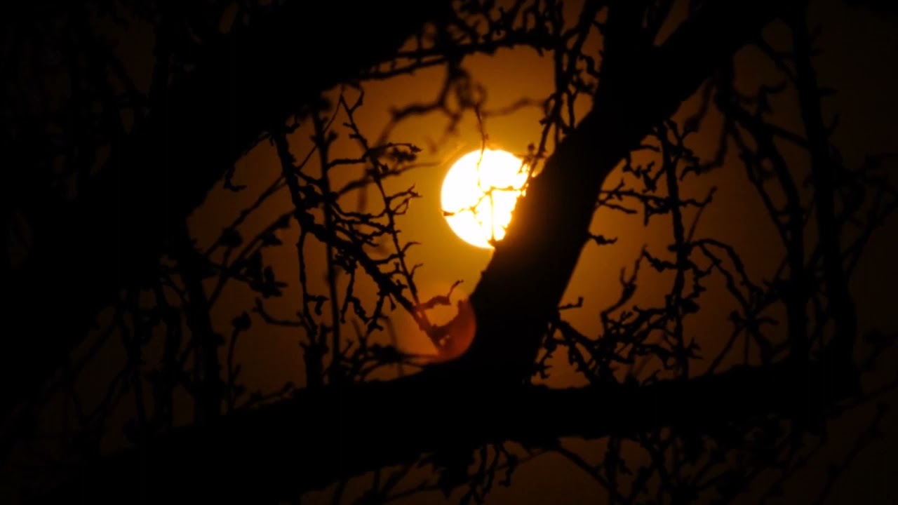 Moon lit night| Video - Free HD Video - no copyright