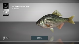 Fishing Planet Tiber River Italy European Bitterling Różanka Europejska