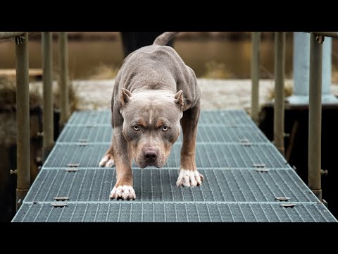 Wideo: Rasa Psów Rasy Foxhound Amerykański Hipoalergiczna, Zdrowotna I Długowieczna