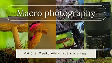 Macro photography | Om System OM 5 | M Zuiko 60mm macro lens