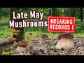 Recordbreaking mushroom hunting in may  first ceps  boletus edulis boletus reticulatus  porcini