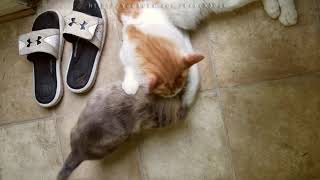 Epic Cat vs. Puppy