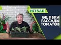 Пикировка томатов ✔️ Рассада помидор упала 🍅 Желтеют листья рассады томатов