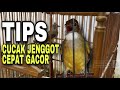Perawatan Cucak Jenggot Agar Cepat Gacor Mp3 - Mp4 Download