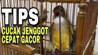 Perawatan cucak jenggot agar cepat gacor