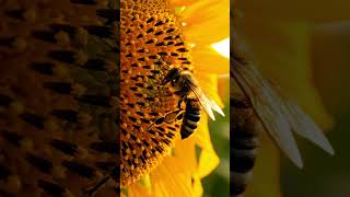Ultimate Relaxing Music &amp; Healing Sound: Zen Spa Vibes for Deep Work Focus