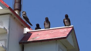 906 Outdoors  Purple Martins