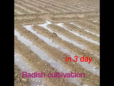 Radish cultivation in first day of seedling ? upto 35 days  plant of radish ??????