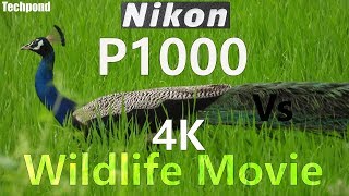 Nikon P1000 4K Short film -Extreme close up shots of Birds ,Unedited Original 4K Videos from P1000 !